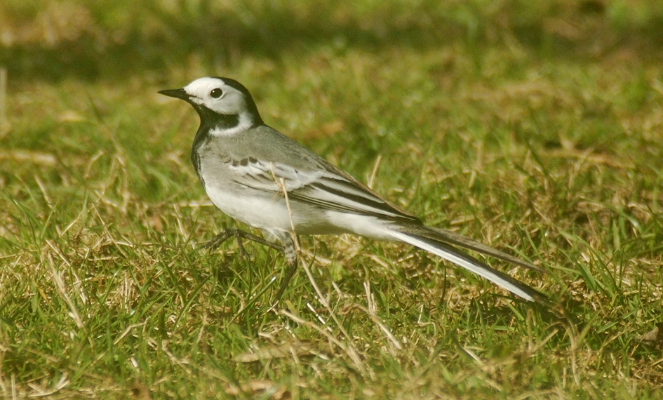 Balade oiseaux