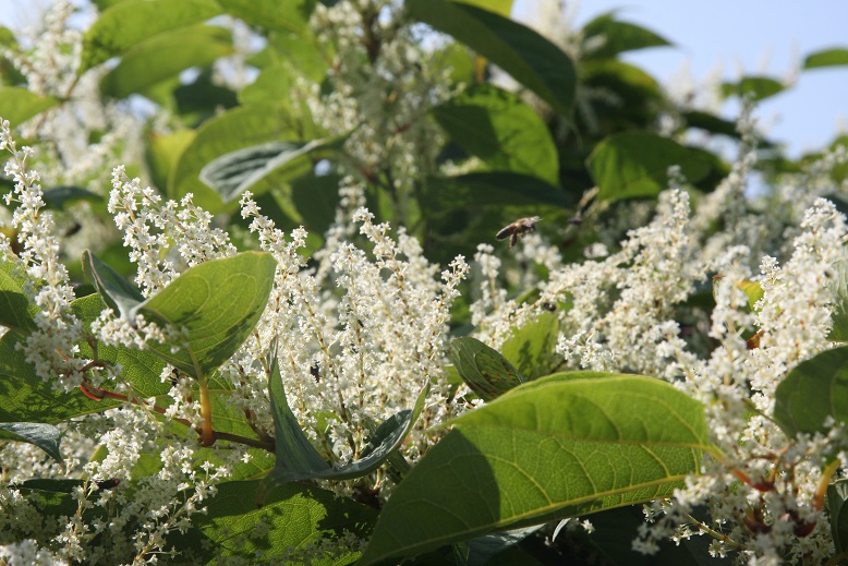 Conférence Attert > Plantes médicinales