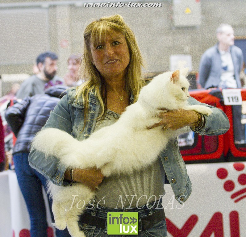 Exposition de Chats à Bertrix