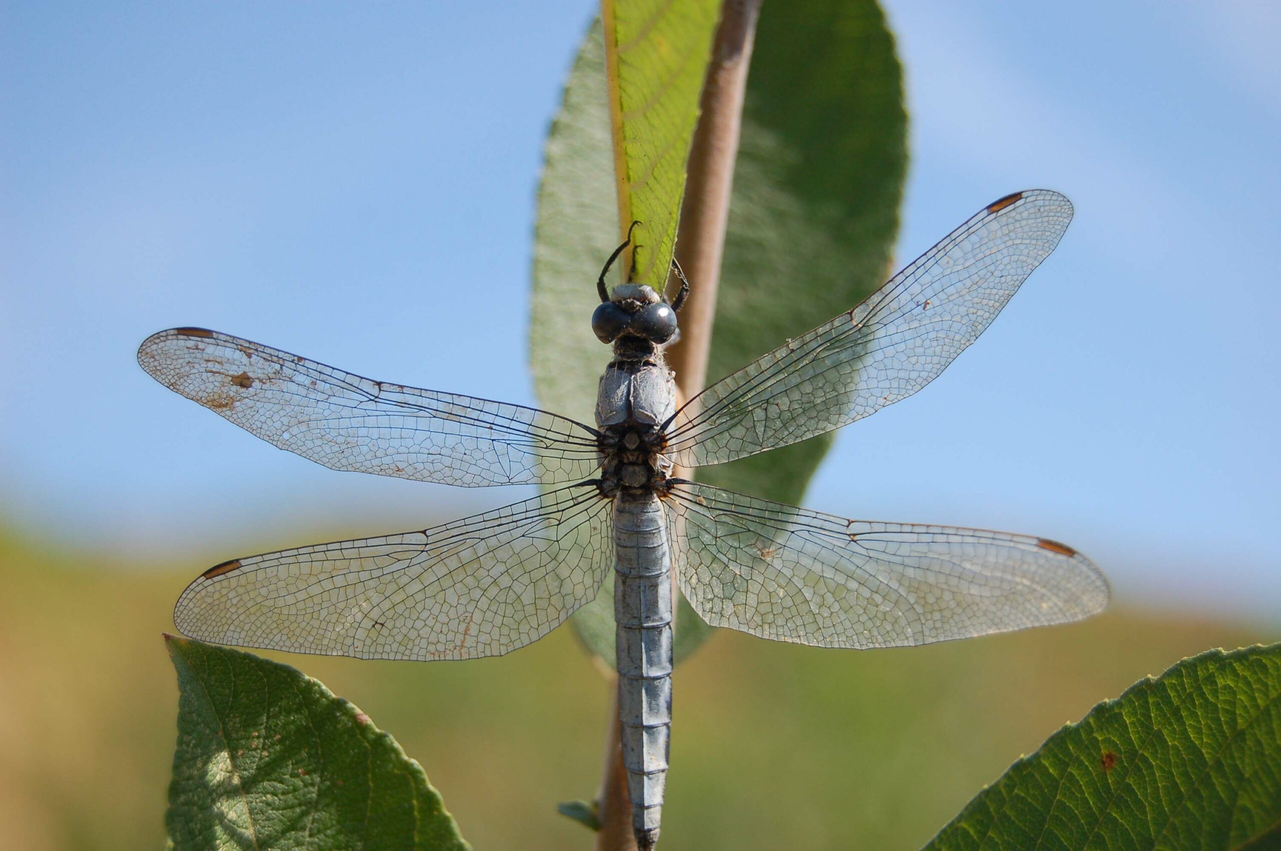 Balade Insectes