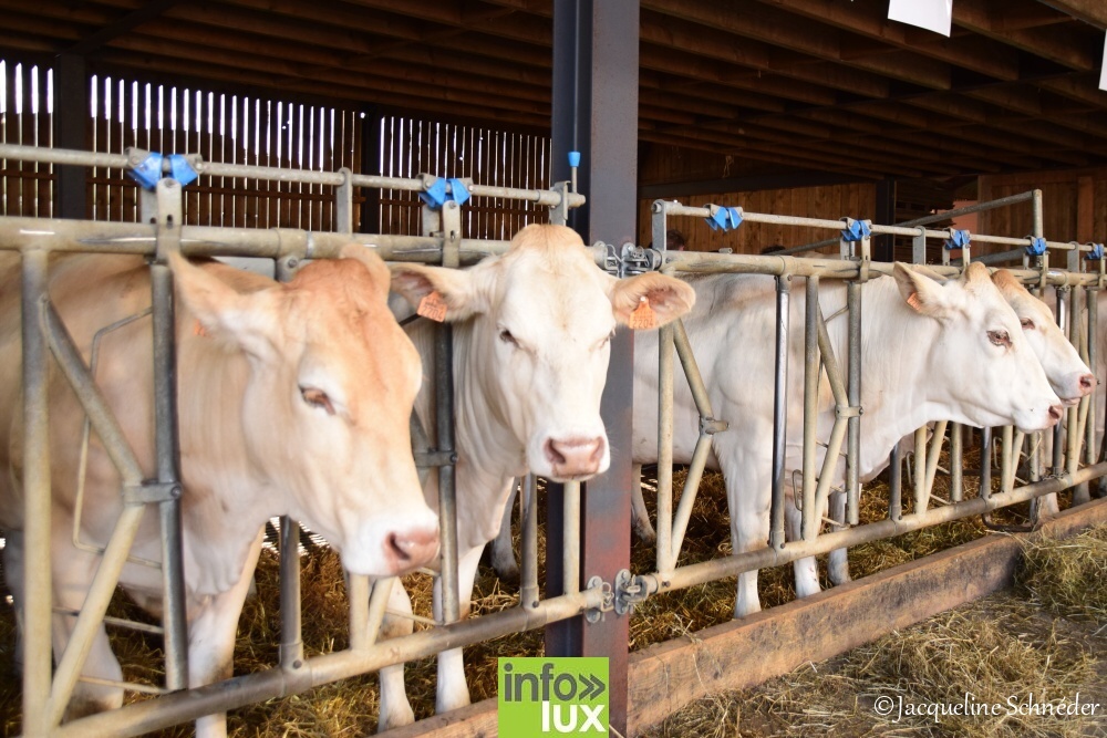 Journées Fermes Ouvertes 2017 : Ferme des Marronniers Poncelle (Tintigny)