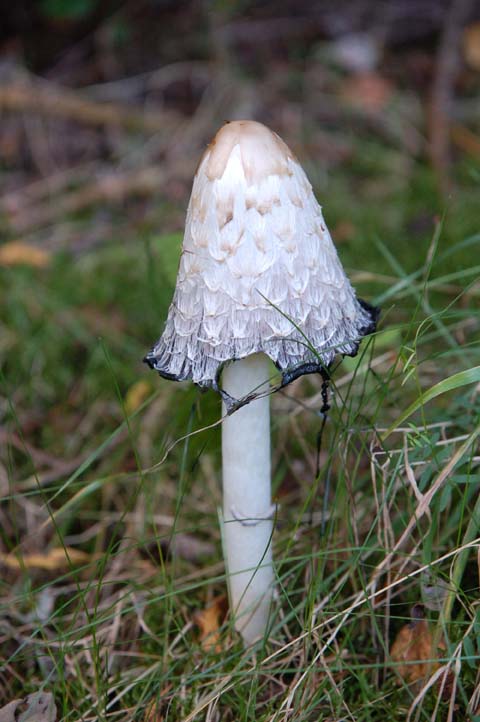 A la découverte des champignons Balade- Neufchâteau