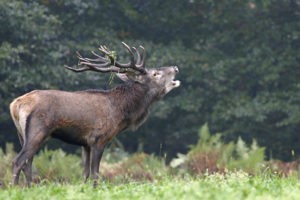 brame du cerf en Fôret d'Anlier