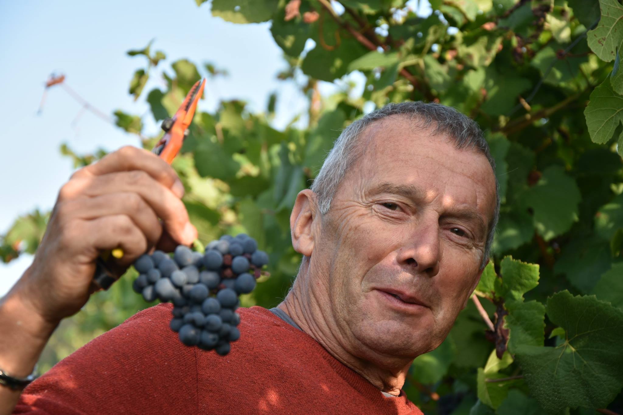 vendange à Torgny