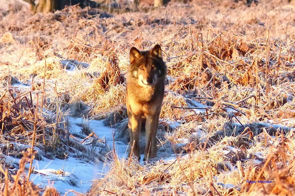 Loup des Hautes-Fagnes : photos