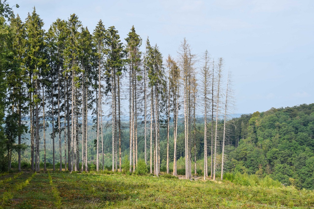 première vente au Parc à Grumes situé dans la forêt domaniale de Saint-Michel