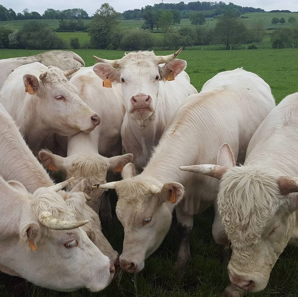 Fermes Ouvertes  située à Lischert Attert