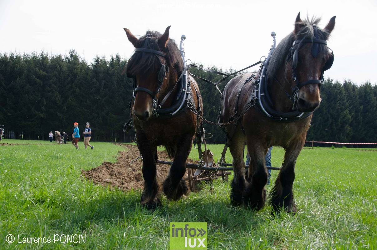 Le cheval de trait dans nos bois en province de Luxembourg.