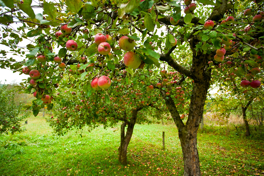 Taille douce des arbres fruitiers