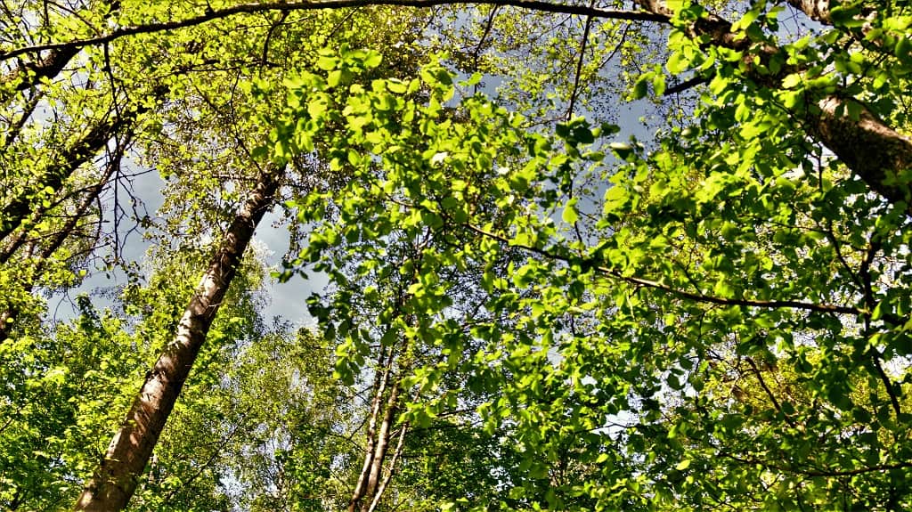 Réouverture de la forêt en Gaume