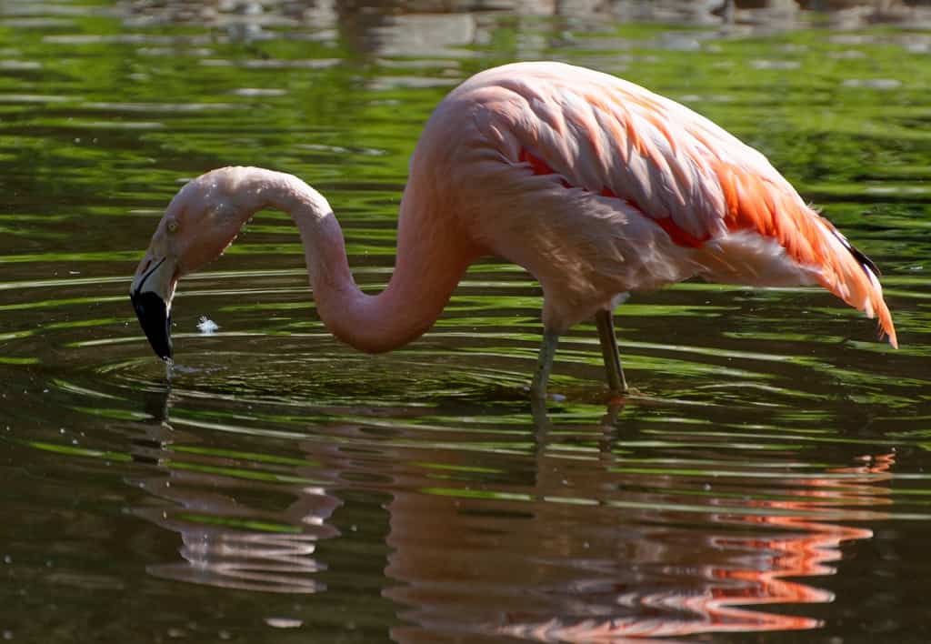 ZOOPARC LANCE SA CAMPAGNE DE PARRAINAGE