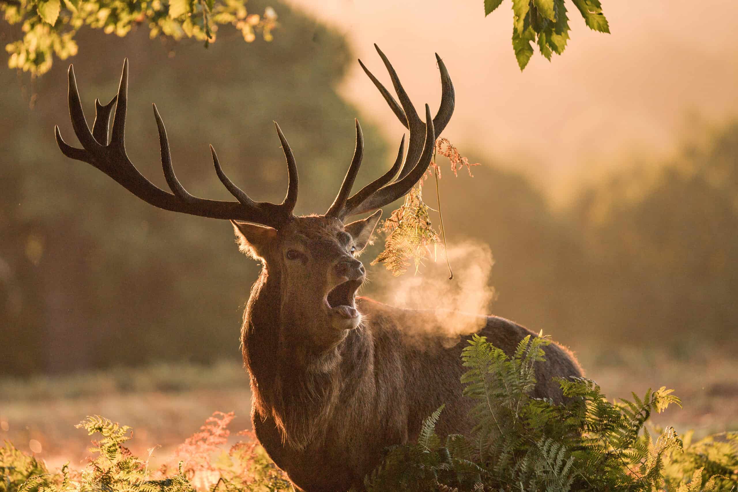 Le Brame du cerf au Domaine des Grottes de Han !