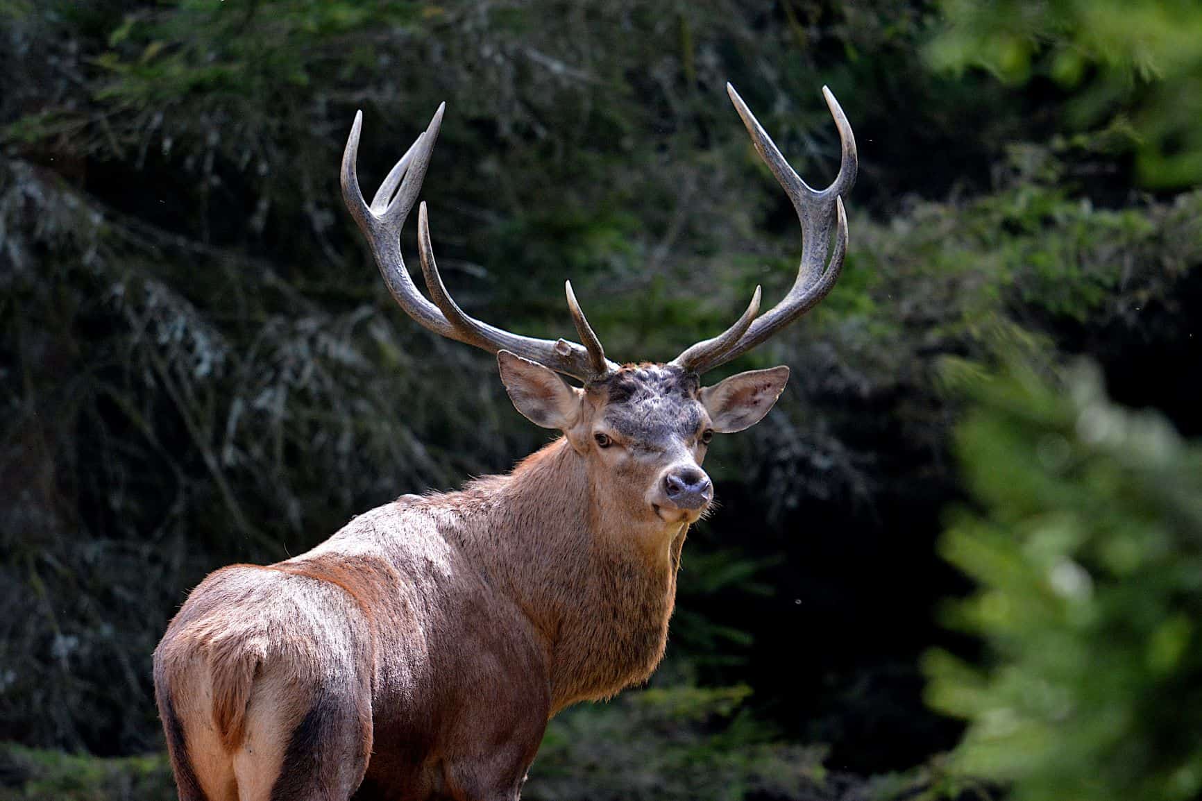 Soirée brâme du Cerf à Virton