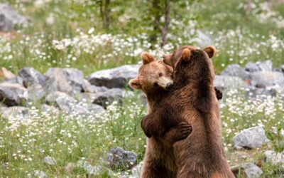 L’éveil de la Nature au Parc Animalier du Domaine des Grottes de Han