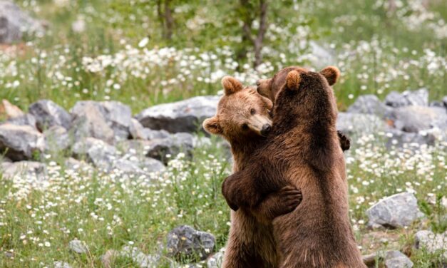 L’éveil de la Nature au Parc Animalier du Domaine des Grottes de Han