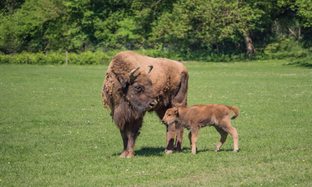 Naissance au Parc Animalier de Han-sur-Lesse : une petite bisonne vient d’y voir le jour !