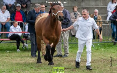 Cheval de trait Ardennais à Libramont