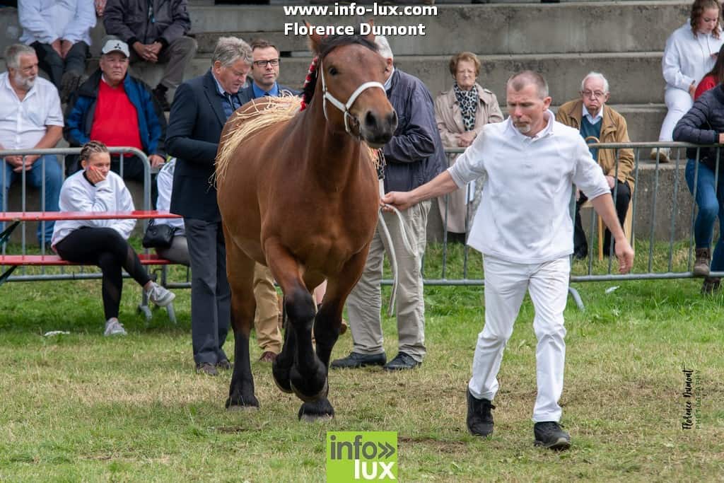 Cheval de trait Ardennais