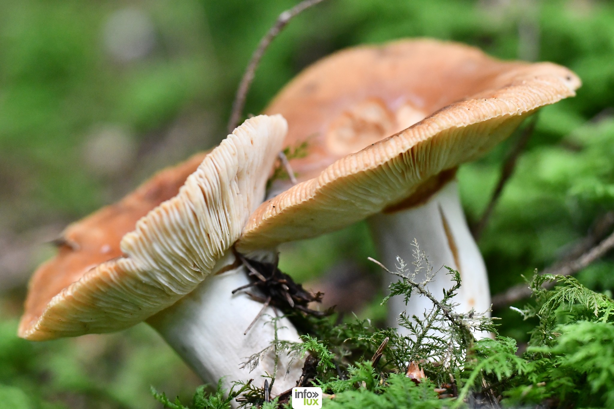 Balade Champignons