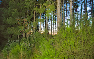 Déforestation Belgique et l’Europe !