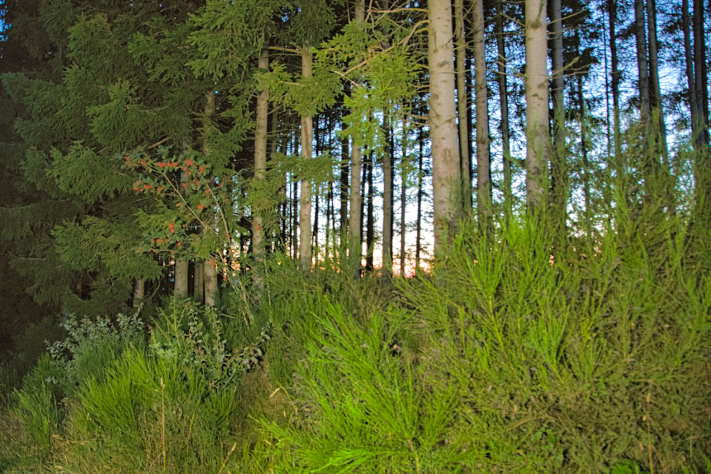 Déforestation la Belgique et l'Europe !