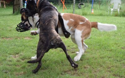 un chien de 30kg tue un homme de 80kg