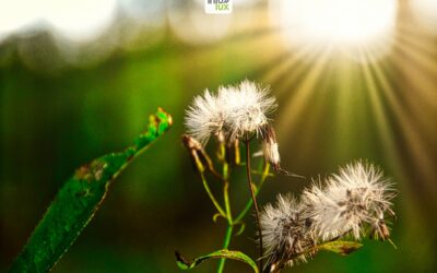 Nouvelles réserves naturelles en Wallonie et en province de Luxembourg !