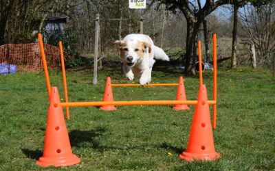 Comment bien éduquer son chien ?