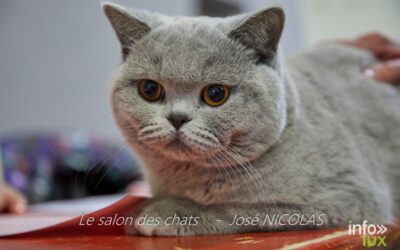 Salon du Chat Arlon – Photos