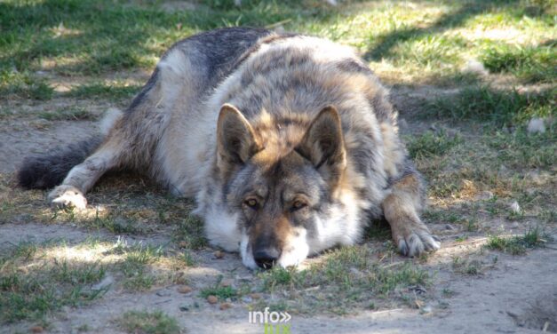 Des loups dans la région de Durbuy