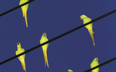 Bruxelles > Expo photo « Des Oiseaux »