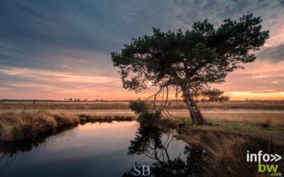 Samuel BOUCHOMS > photographe nature.