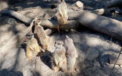 Estivales du ZooParc > Vaux-sur-Sûre