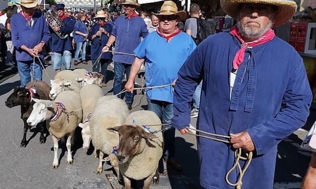 « La Hämmelsmarsch et la Marche des Moutons  »