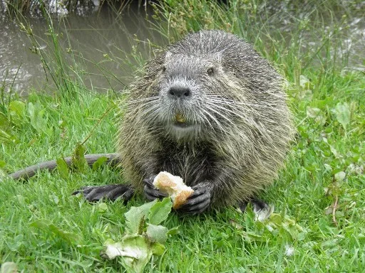 WALLONIE >BIODIVERSITÉ