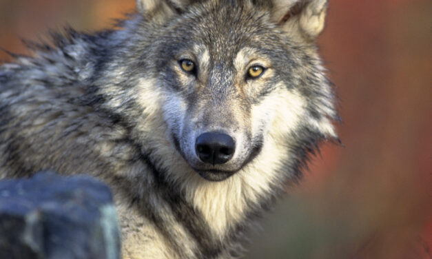 WALLONIE > CONFÉRENCE > LE RETOUR NATUREL DU LOUP