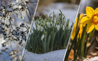 Préparer son jardin pour le printemps