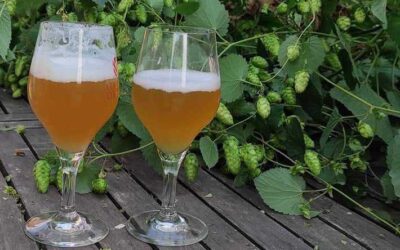   Libramont > SBF 2024 > La Touteur Bière artisanale