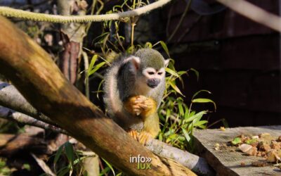 Vallée de la Sûre > ZooParc > Nouveaux Résidents