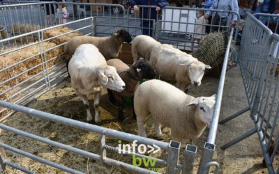 Nivelles > Foire Agricole > Photos